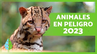 15 ANIMALES en PELIGRO de EXTINCIÓN 2019 [upl. by Ardnuas]