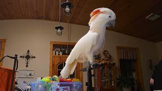 Using A Fabric Shaver With A Cockatoo [upl. by Horowitz226]