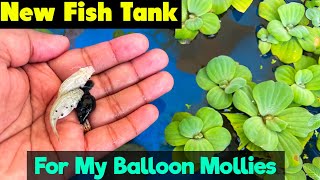 New Fish Tank for Balloon Mollies  Fish Tank Setup  Outdoor Fish Tank Ideas  Molly Pond  Molly [upl. by Prior574]