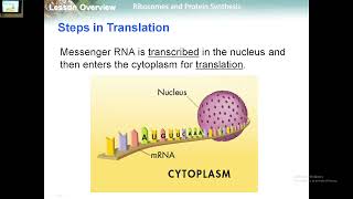 132 Ribosomes and Protein Synthesis [upl. by Alice]