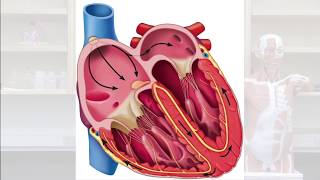 Heartbeat The Autorhythmicity of SA Nodal Cells [upl. by Leinto]