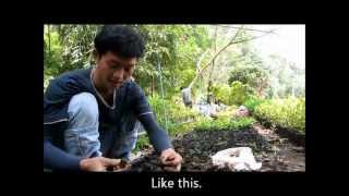 How to prepare and grow seedlings of Afzelia xylocarpa [upl. by Zandra]