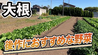 【大根】終わった後に植えるおすすめ野菜。僕は〇〇を植えます！ [upl. by Naziaf474]