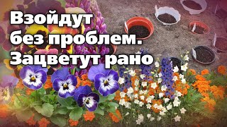 Какие цветы  многолетние и однолетние  можно посеять под зиму [upl. by Tillie873]