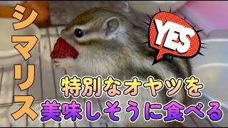 【184】特別なオヤツを食べるシマリス [upl. by Christophe]