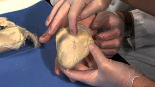 Detailed Sheep Heart Dissection Part I Jr High High School and College Review [upl. by Ekez]