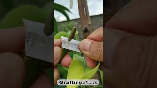 Pear tree grafting essay process l grafting shorts [upl. by Zullo]