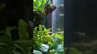 My Panda Corydoras [upl. by Nanoc]