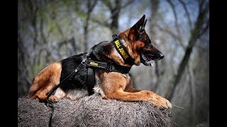 გერმანული ნაგაზიGerman Shepherd [upl. by Lisette836]