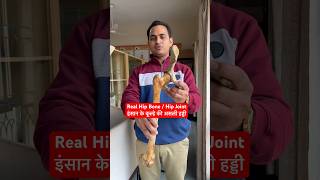 Human Real Hip Bone  Hip Joint इंसान के कूल्हे की असली हड्डी कैसी होती है viral trending shorts [upl. by Annaik689]