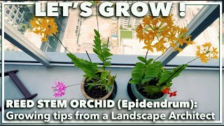 REED STEM EPIDENDRUM ORCHIDS How to grow in soil and other care tips [upl. by Ahmed]