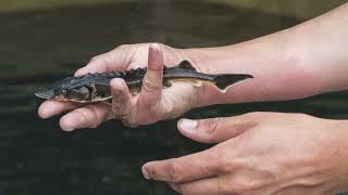 Les curiosités de la pêche dans lestuaire de la Gironde [upl. by Eentirb]