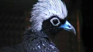 black fronted piping guan [upl. by Lyndon]