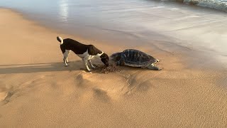 The dog is trying to bury the turtles body  Hund og skilpadde🥰 [upl. by Ila994]