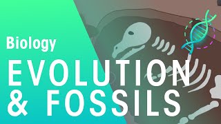 Fossils amp Evidence For Evolution  Evolution  Biology  FuseSchool [upl. by Lodnar]