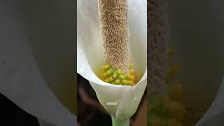 Amorphophallus variabilis in bloom nature amorphophallus plants reels [upl. by Gilboa]