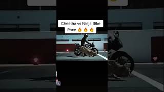 चिता की race vs Ninja Bike lion africanlionsafari wildlife musicgenre musicstyle [upl. by Filia]