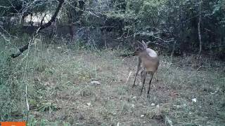 Bush or Common duiker Sylvicapra grimmia [upl. by Pauline]