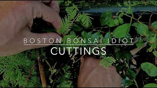 S2E8Bonsai From Cuttings [upl. by Ainelec]