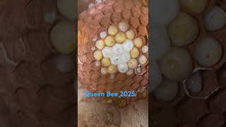 Queen Bee 2025 insects [upl. by Merth]