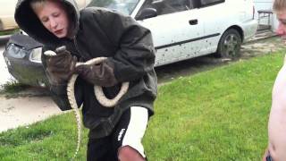 Kid catches large Bull Snake [upl. by Shue]