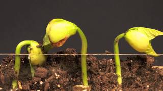 Lima Bean Time Lapse [upl. by Uhthna]