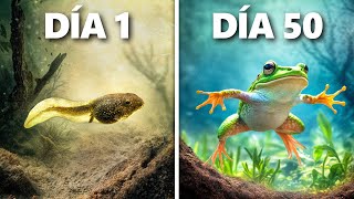 Criando Renacuajos a Ranas Evolución de 50 Días [upl. by Salvucci]