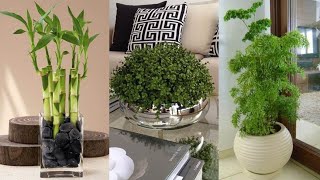 PLANTAS PARA SALA DE ESTARMelhores Plantas para Sala de Estar PLANTAS NA SALA DECORAÇÃO [upl. by Nylzzaj]