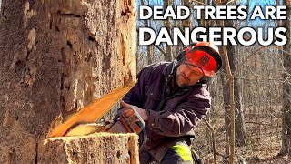 No Nonsense Guide to Felling Dead Trees [upl. by Yngad754]