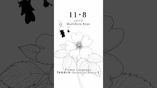 11・8 ノイバラMultiflora Rose花言葉 flowerlanguage [upl. by Phippen]