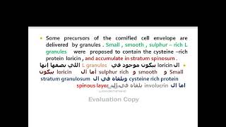 Epidermis 12  keratinocyte 11 cornified cell envelope part 3 [upl. by Riancho]