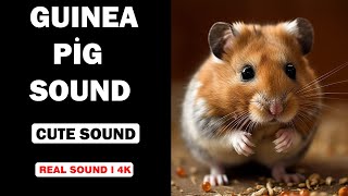 Real Guinea Pig Sounds  High Quality  Cute Guinea Pig Sound Experience  4K [upl. by Elidad]