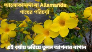 Allamanda বা আলোকানন্দা গাছের বর্ষা কালিন পরিচর্যা Allamanda care in Bengali [upl. by Hanschen]