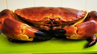 Monster Brown Crab How To Prepare amp Cook a Live Crab Dressed Crab Crab recipe SRP crab [upl. by Klaus]