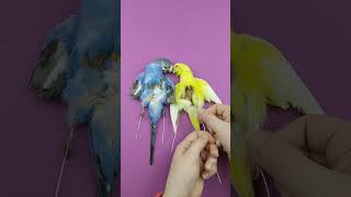 These Parakeets are still a work in progress bird nostrils birds viralvideo trending shorts [upl. by Babcock]