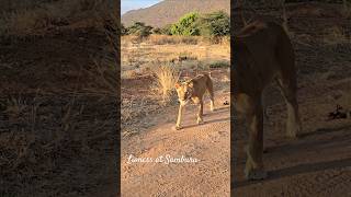 Lioness drinking at Samburu National Reserve Kenya [upl. by Hyatt99]