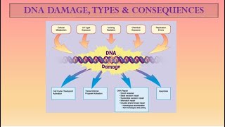 DNA DAMAGE CAUSING AGENTS [upl. by Auhsohey]