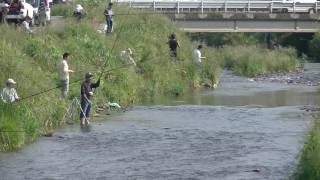 琵琶湖湖北 塩津の大川の小鮎釣り [upl. by Anirdnaxela68]