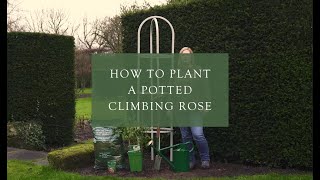 Planting a potted climbing rose [upl. by Fleeman870]