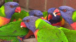 Lorikeet Flock and Talking about Bird Trafficking at Dr Roms Bird Sanctuary [upl. by Hanley]