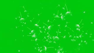 Green Screen  Dandelion [upl. by Gentilis]