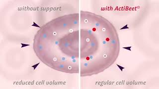 ActiBeet® L natural source of betaine [upl. by Nyrahtak]