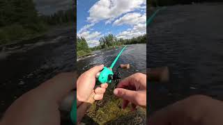 Walleye landed bigfishenergy fishing fish [upl. by Yecac]