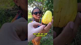 How To Pick a Cashew in the Philippines 🇵🇭Philippines cashew nature [upl. by Atinot]