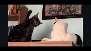 Funny cat videos Jasper and snowy No 1 [upl. by Caia]