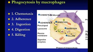Procesi me anë të cilit mikroorganizmat e fagocituar janë vrare [upl. by Gunthar652]