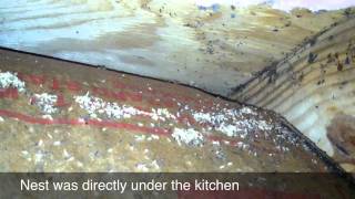 Odorous House Ants Under Insulation [upl. by Gilman]