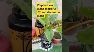 Elephant ear plant decorativeplant gardenideas plantideas [upl. by Maker]