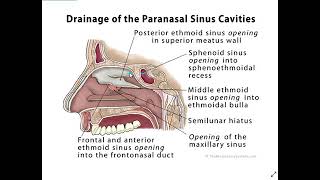 anatomy of paranasal sinuses [upl. by Idelia]