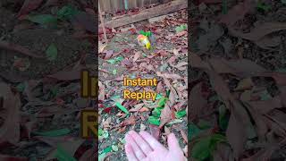 My caique parrot escaped birds parrot funnyanimals cuteanimals [upl. by Kristian]